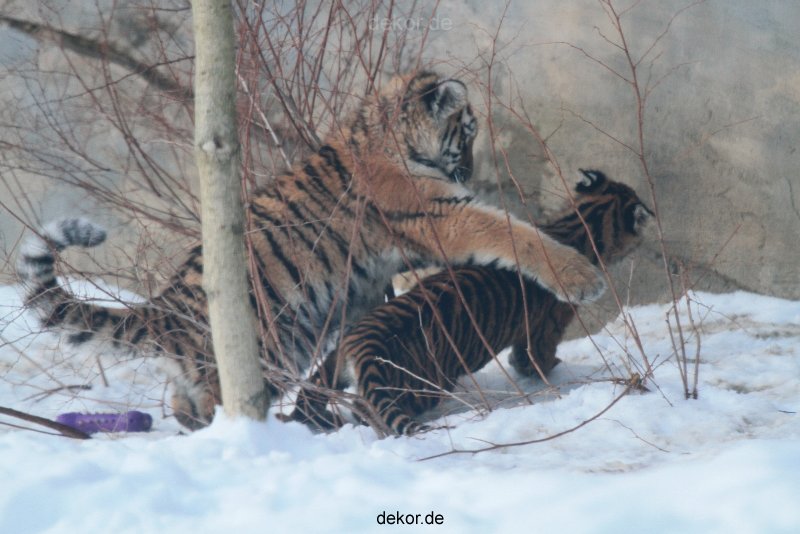 zoo-wuppertal-junge-tiger-tschuna-daseep-05-021