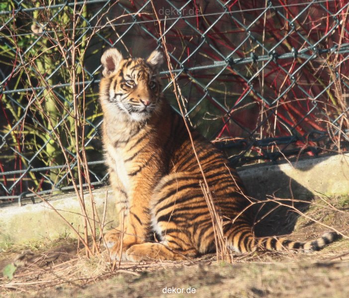 zoo-wuppertal-junge-tiger-tschuna-daseep-06-026