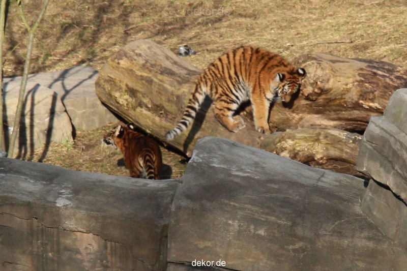 zoo-wuppertal-junge-tiger-tschuna-daseep-07-008
