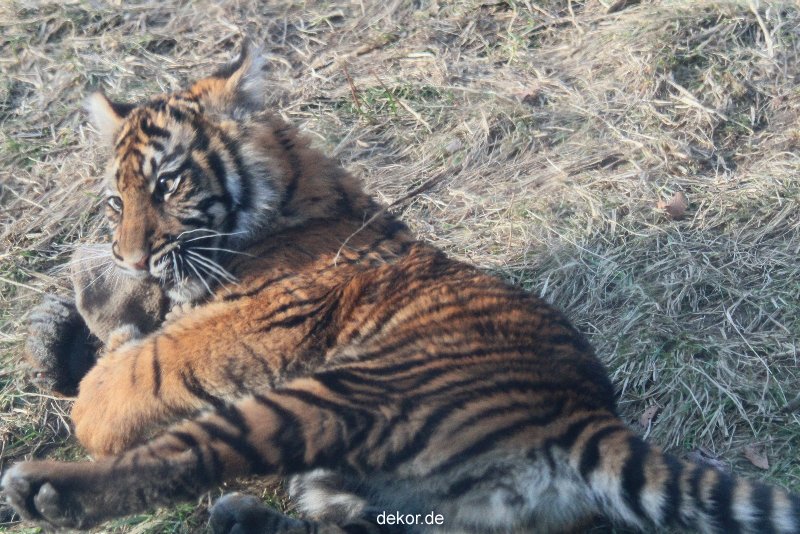 zoo-wuppertal-junge-tiger-tschuna-daseep-07-021