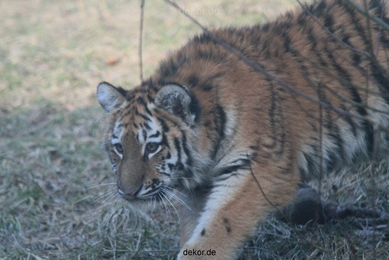 zoo-wuppertal-junge-tiger-tschuna-daseep-07-024