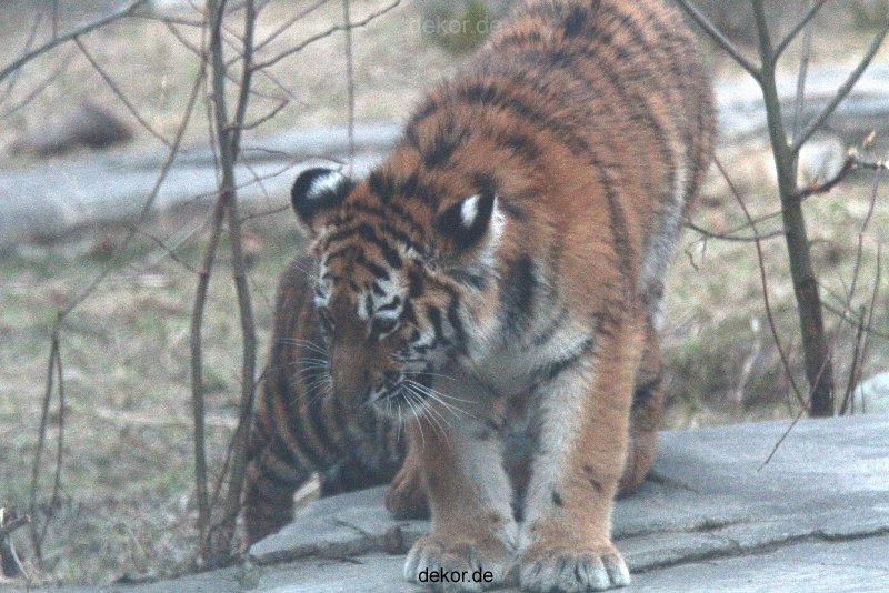 zoo-wuppertal-junge-tiger-tschuna-daseep-07-028