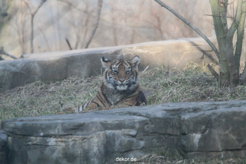 zoo-wuppertal-junge-tiger-tschuna-daseep-07-032