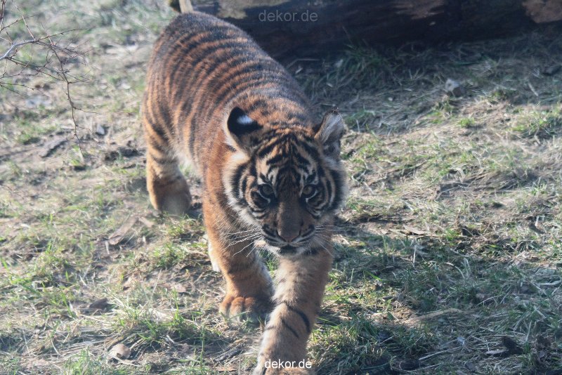 zoo-wuppertal-junge-tiger-tschuna-daseep-08-012