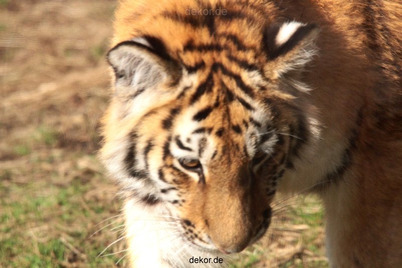 zoo-wuppertal-junge-tiger-tschuna-daseep-09-002