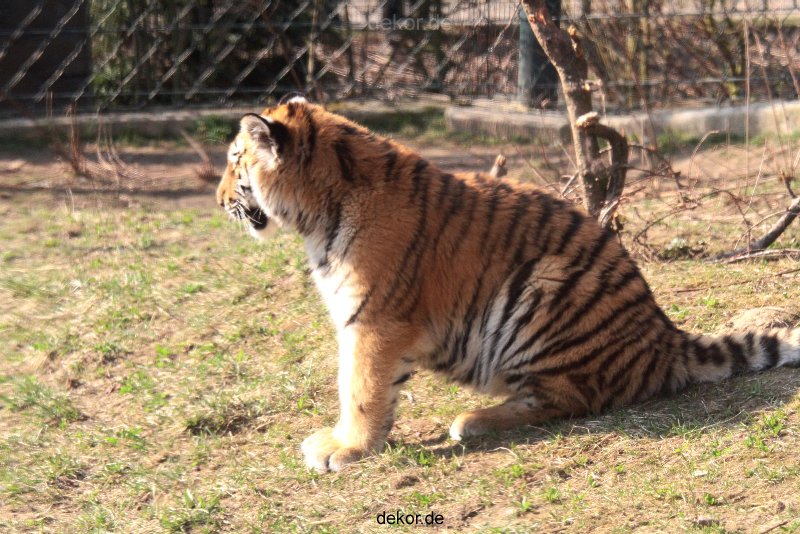 zoo-wuppertal-junge-tiger-tschuna-daseep-09-003