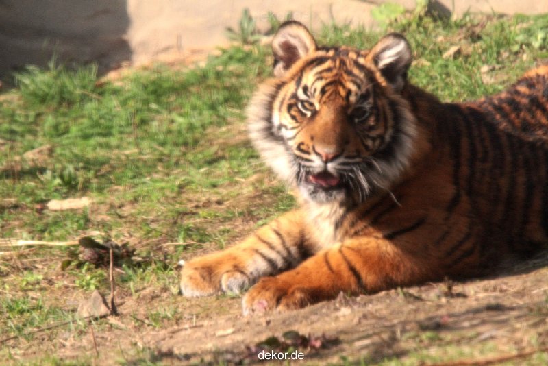 zoo-wuppertal-junge-tiger-tschuna-daseep-09-005