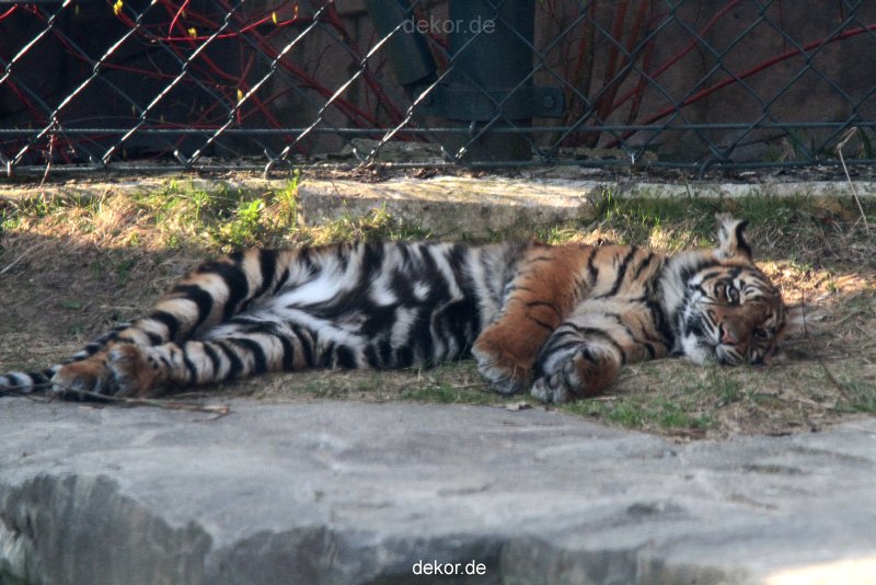 zoo-wuppertal-junge-tiger-tschuna-daseep-09-009