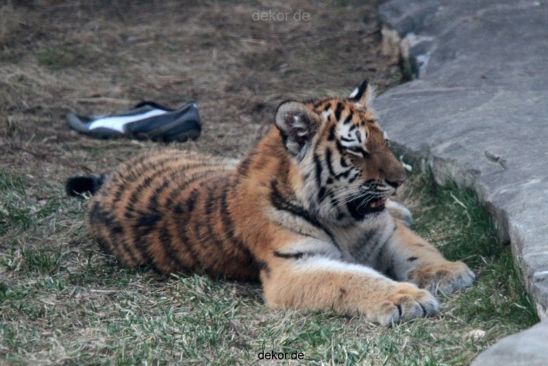 zoo-wuppertal-junge-tiger-tschuna-daseep-09-010