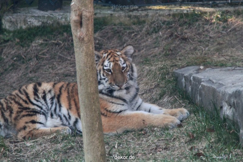 zoo-wuppertal-junge-tiger-tschuna-daseep-09-012