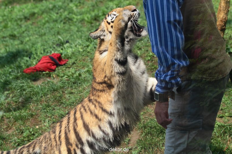 zoo-wuppertal-junge-tiger-tschuna-daseep-10-002