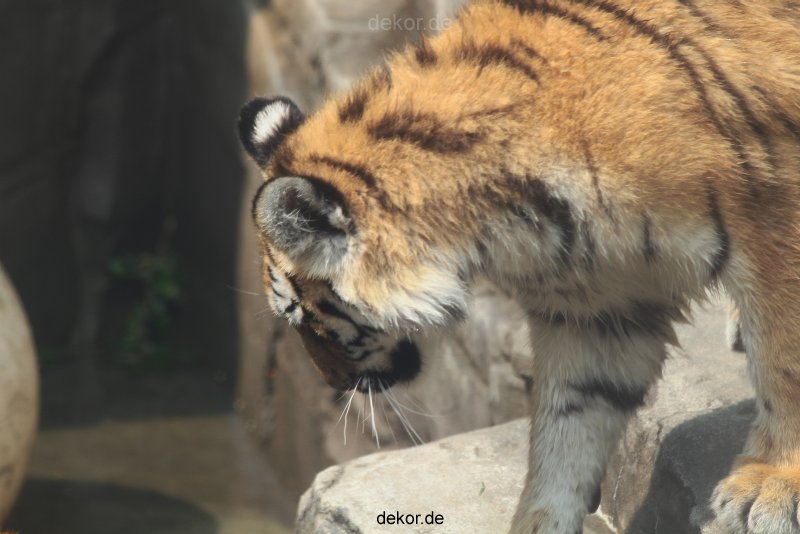 zoo-wuppertal-junge-tiger-tschuna-daseep-10-008