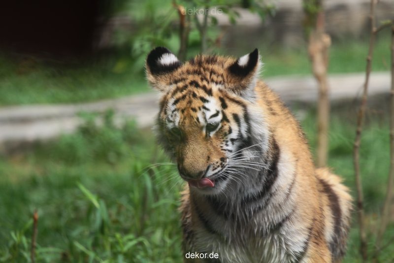 zoo-wuppertal-junge-tiger-tschuna-daseep-10-009
