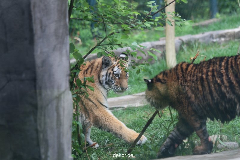 zoo-wuppertal-junge-tiger-tschuna-daseep-10-011