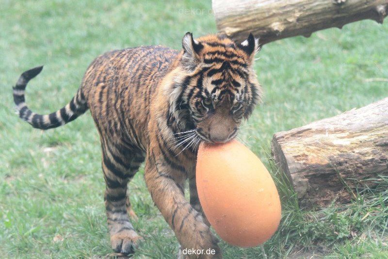 zoo-wuppertal-junge-tiger-tschuna-daseep-11-002