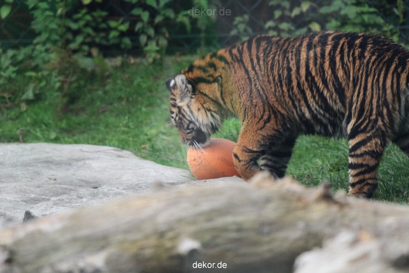 zoo-wuppertal-junge-tiger-tschuna-daseep-11-006