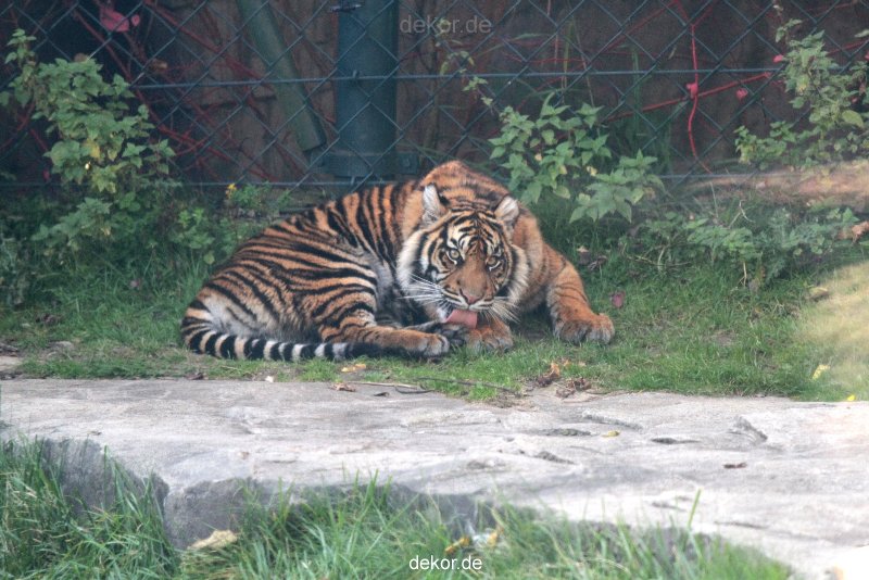 zoo-wuppertal-junge-tiger-tschuna-daseep-12-002