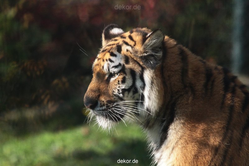 zoo-wuppertal-junge-tiger-tschuna-daseep-12-007