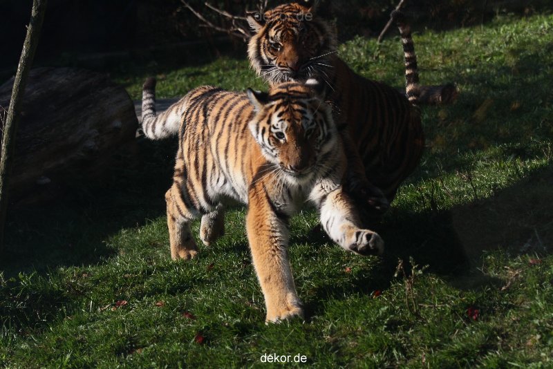 zoo-wuppertal-junge-tiger-tschuna-daseep-12-016