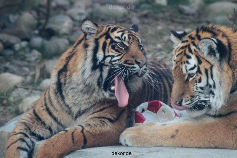 zoo-wuppertal-junge-tiger-tschuna-daseep-14-006
