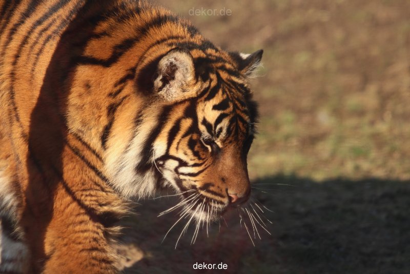zoo-wuppertal-junge-tiger-tschuna-daseep-14-013