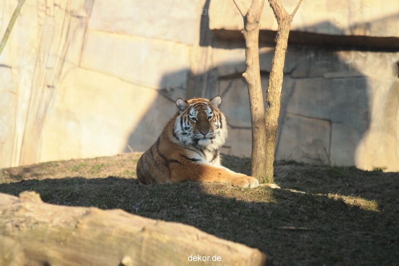 zoo-wuppertal-junge-tiger-tschuna-daseep-14-014