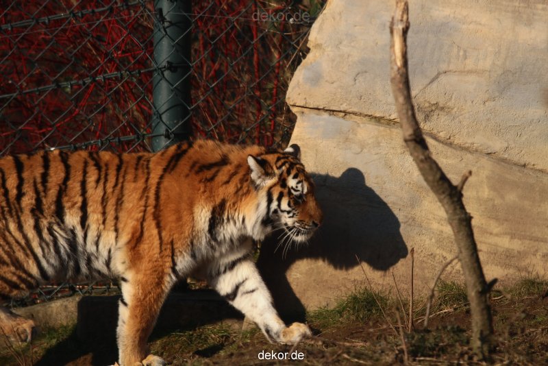 zoo-wuppertal-junge-tiger-tschuna-daseep-14-018