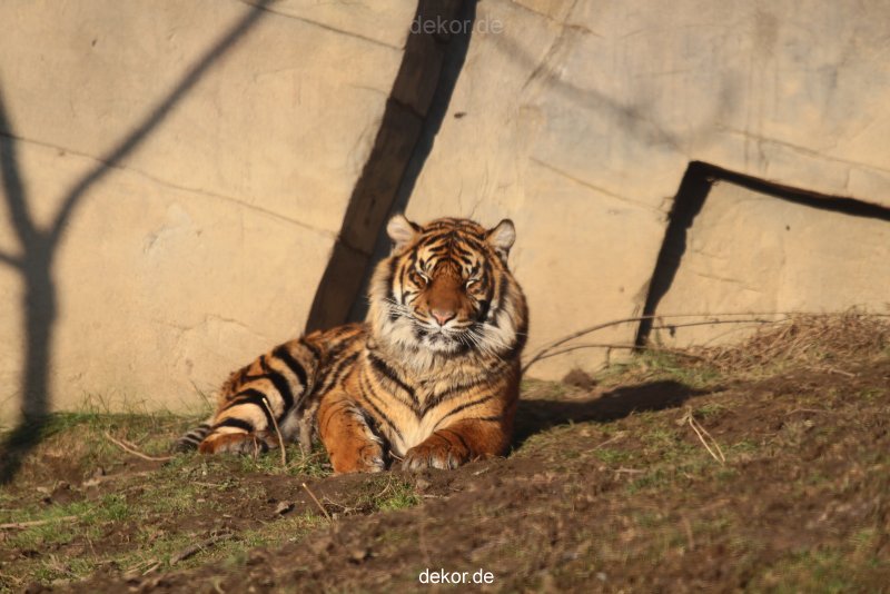 zoo-wuppertal-junge-tiger-tschuna-daseep-14-019