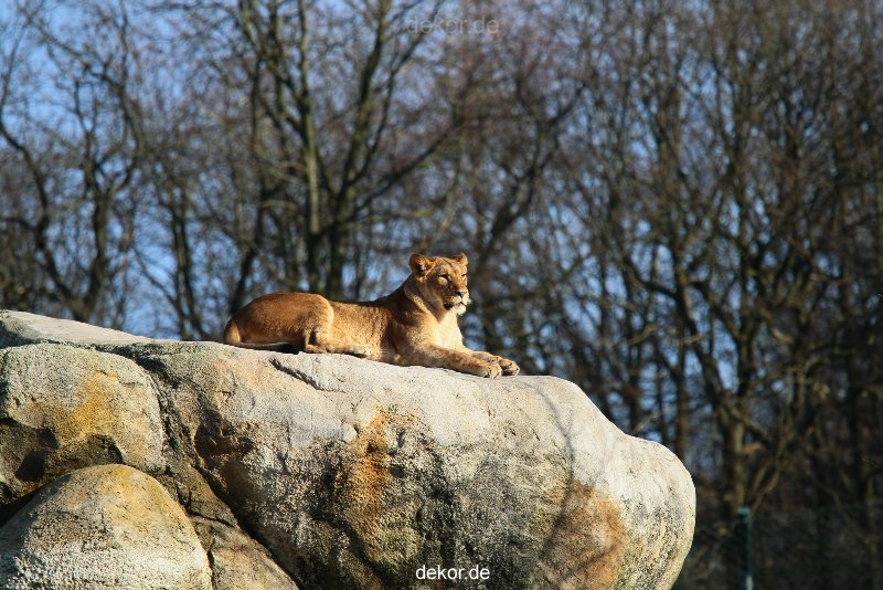 zoo-wuppertal-loewen-01-003