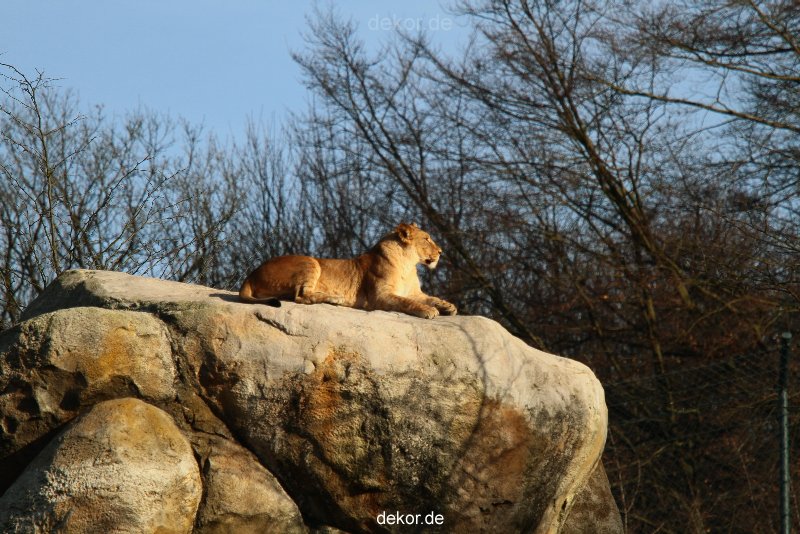 zoo-wuppertal-loewen-01-007