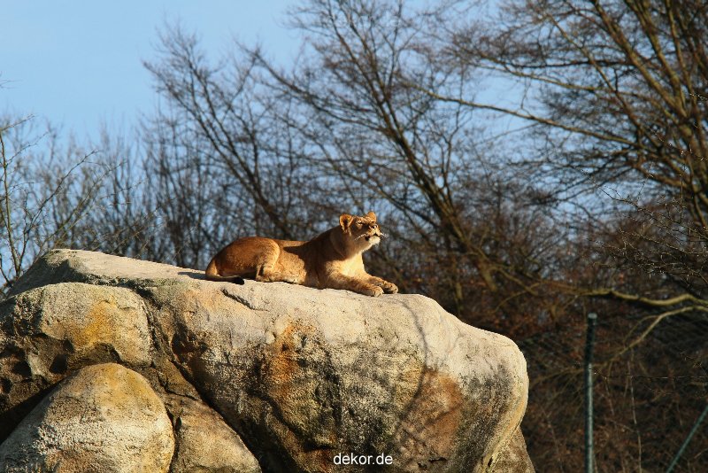 zoo-wuppertal-loewen-01-009