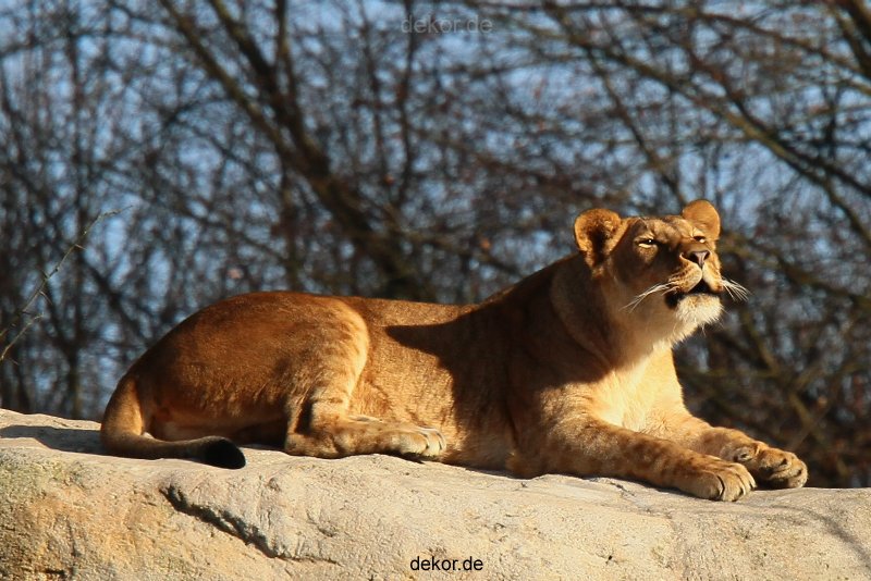 zoo-wuppertal-loewen-01-010