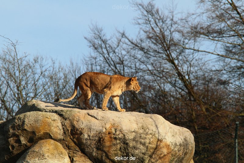zoo-wuppertal-loewen-01-012