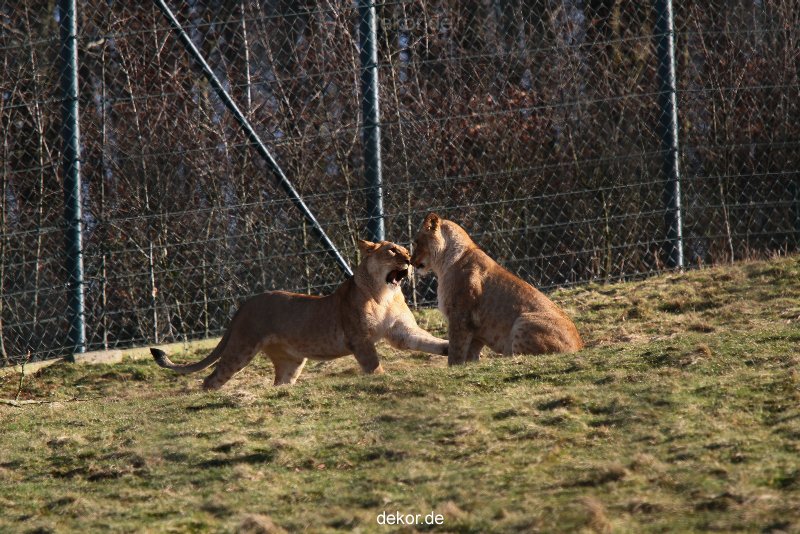 zoo-wuppertal-loewen-01-014