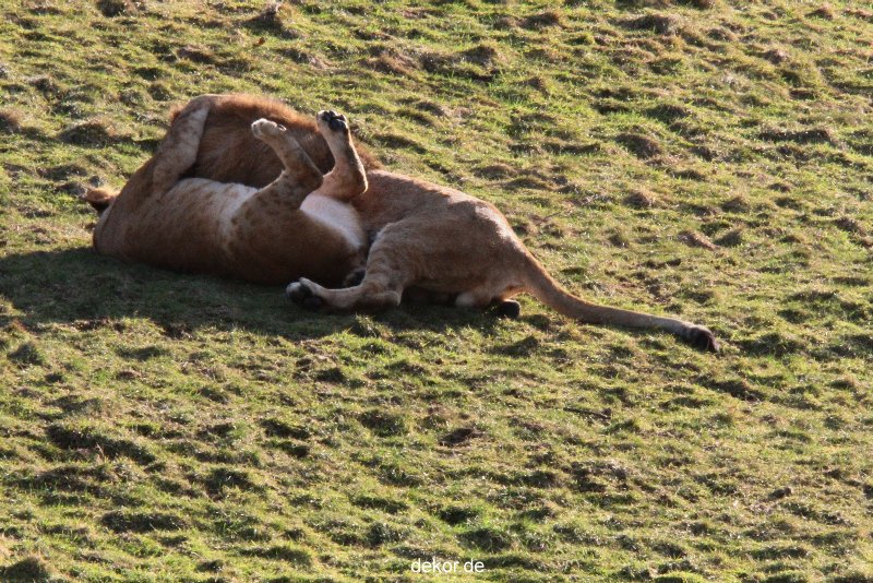 zoo-wuppertal-loewen-01-018