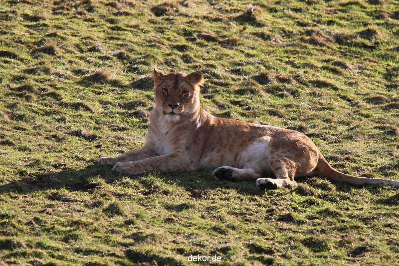 zoo-wuppertal-loewen-01-020