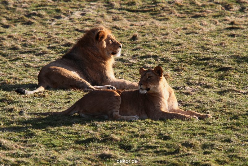 zoo-wuppertal-loewen-01-023