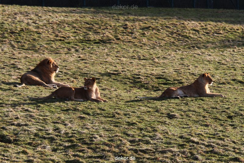 zoo-wuppertal-loewen-01-024