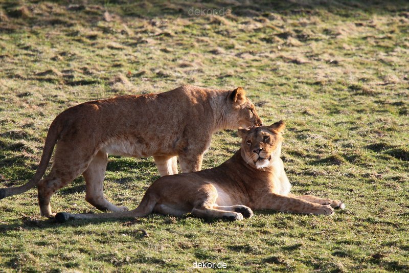 zoo-wuppertal-loewen-01-028