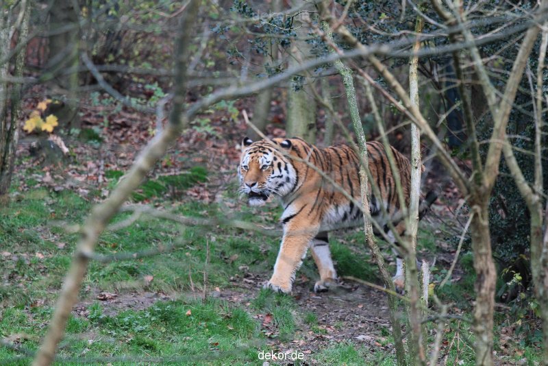 zoo-wuppertal-tiger-02-001