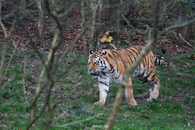zoo-wuppertal-tiger-02-002