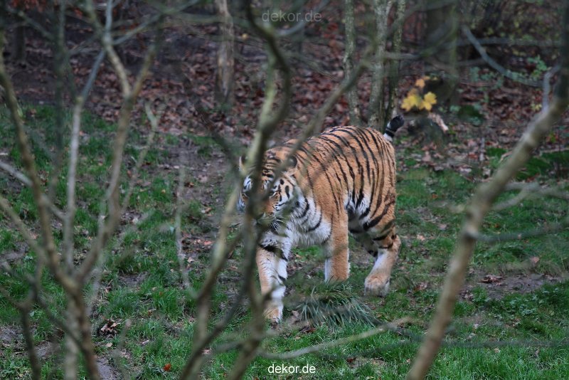 zoo-wuppertal-tiger-02-003