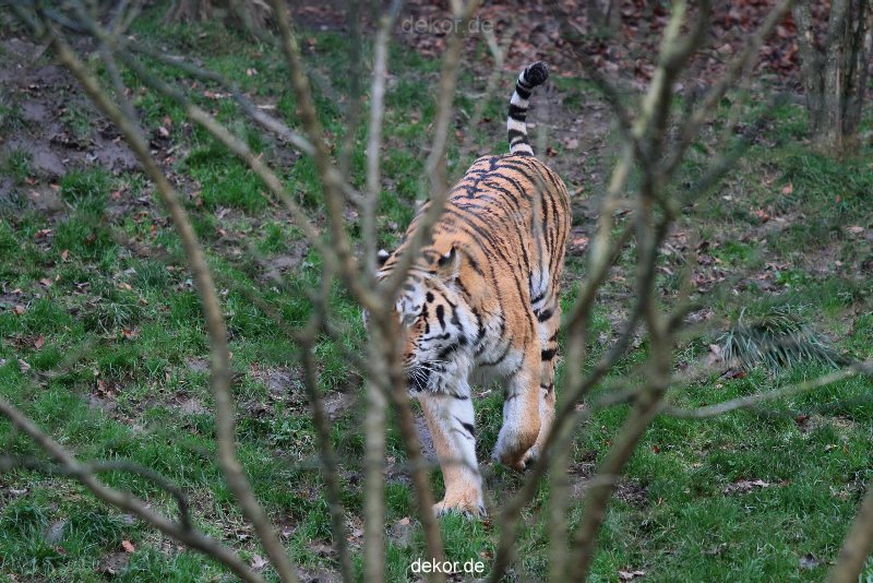 zoo-wuppertal-tiger-02-004