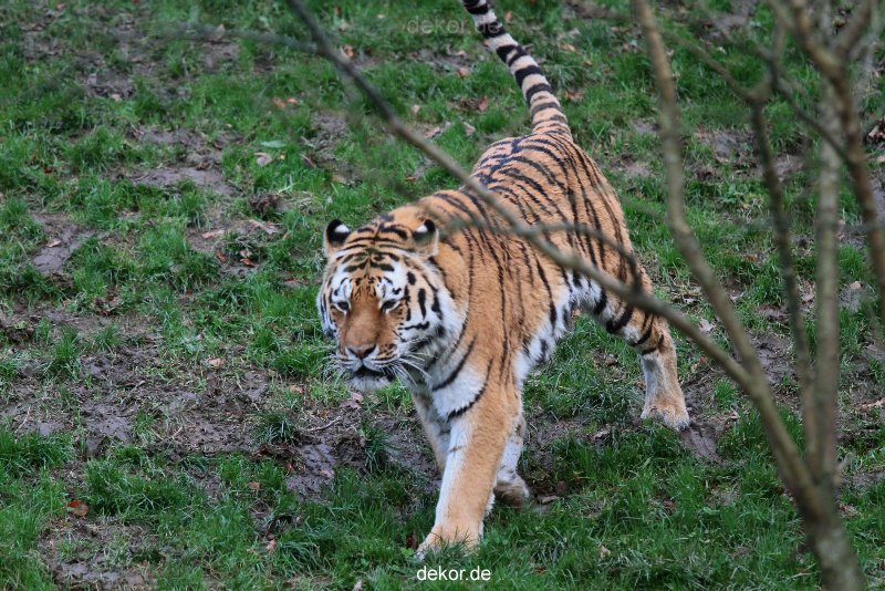 zoo-wuppertal-tiger-02-005