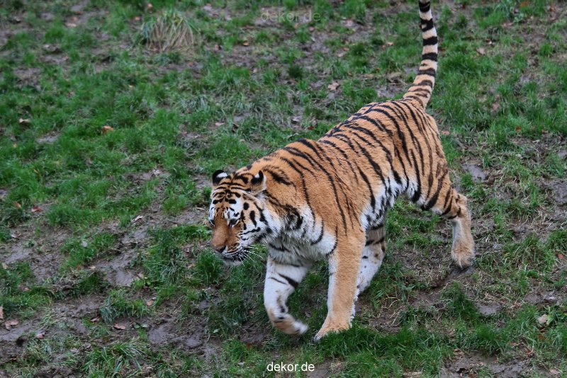 zoo-wuppertal-tiger-02-008