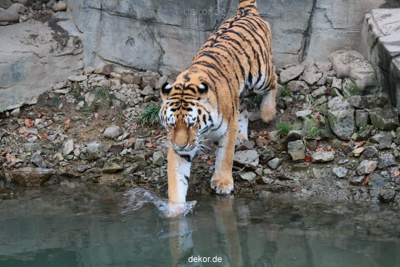 zoo-wuppertal-tiger-02-011