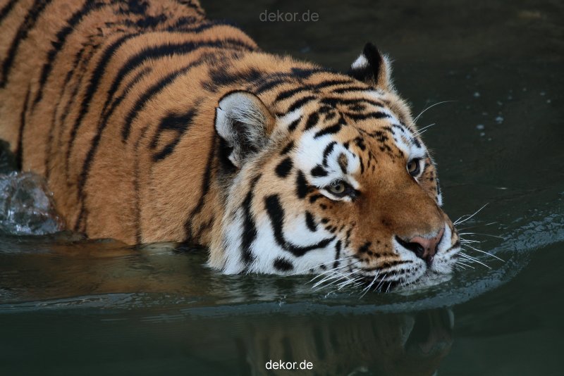 zoo-wuppertal-tiger-02-013