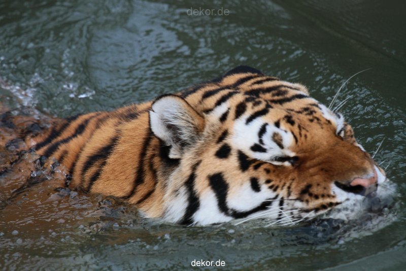 zoo-wuppertal-tiger-02-014