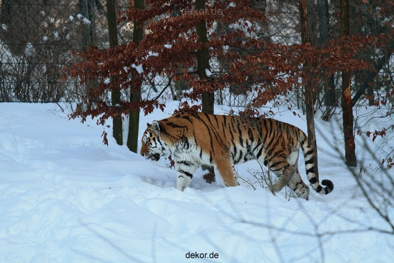 zoo-wuppertal-tiger-03-001