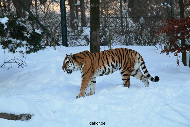 zoo-wuppertal-tiger-03-003